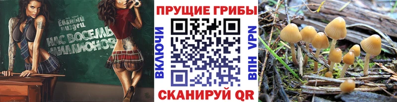 Псилоцибиновые грибы Psilocybine cubensis  Троицк 